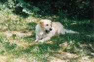 Essi (Lempl 1992)